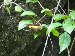Yoma sabina