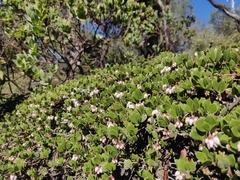 Arctostaphylos hookeri hearstiorum