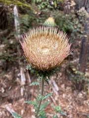 Cirsium subcoriaceum
