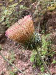 Cirsium subcoriaceum