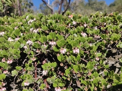 Arctostaphylos hookeri hearstiorum