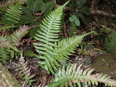 Blechnum appendiculatum