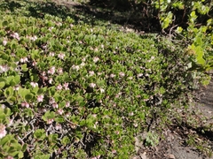 Arctostaphylos hookeri hearstiorum