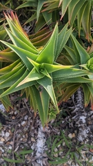Asphodeloideae