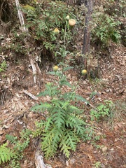Cirsium subcoriaceum