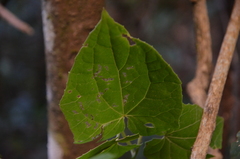 Zehneria