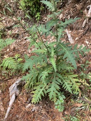 Cirsium subcoriaceum