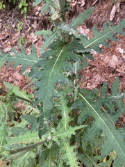 Cirsium subcoriaceum