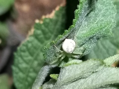 Zygometis xanthogaster