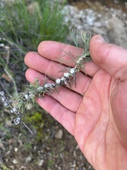 Rhopalomyia floccosa