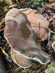 Jahnoporus hirtus