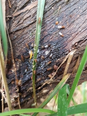 Drosophilidae