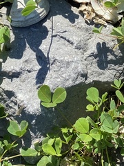 Trifolium repens