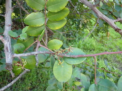 Ceratonia siliqua