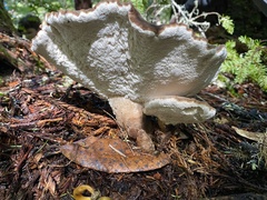 Jahnoporus hirtus