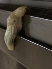 Elisolimax flavescens