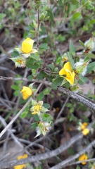 Hibbertia ovata