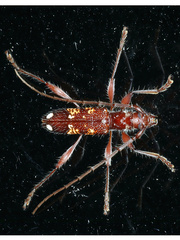 Coptocercus biguttatus