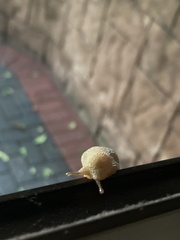 Elisolimax flavescens