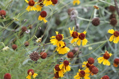 Helenium amarum badium