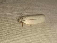 Antaeotricha albulella