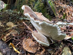 Jahnoporus hirtus