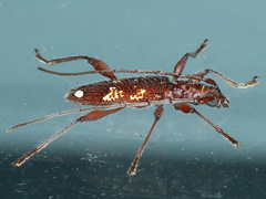 Coptocercus biguttatus