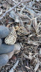 Morchella rufobrunnea