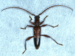 Coptocercus aberrans