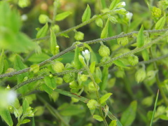 Bothriospermum zeylanicum