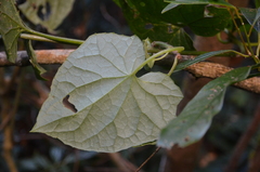 Zehneria