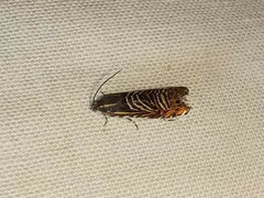 Thaumatographa jonesi