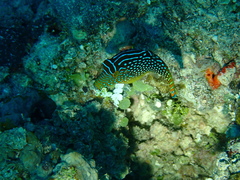 Canthigaster solandri