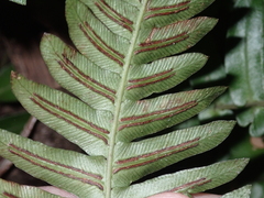 Blechnum appendiculatum