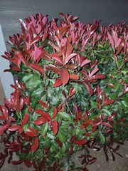 Photinia