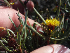 Leucadendron meyerianum
