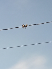 Artamus leucorynchus