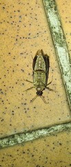 Ripiphoridae