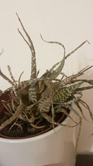 Haworthia