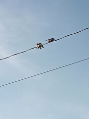 Artamus leucorynchus