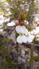 Stylidium scariosum