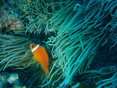 Heteractis crispa
