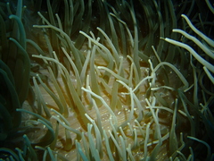 Heteractis crispa