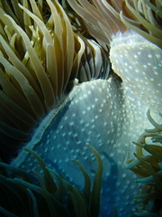 Heteractis crispa