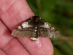Nataxa flavescens