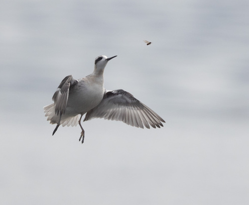 Phalarope à bec étroit