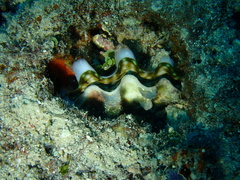 Tridacna