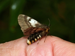 Nataxa flavescens