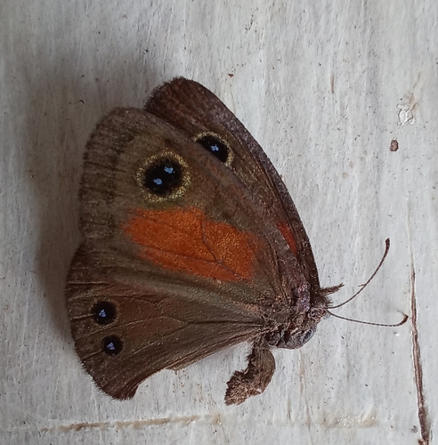 Coastal Brown