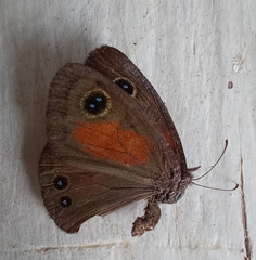 Cassionympha perissinottoi